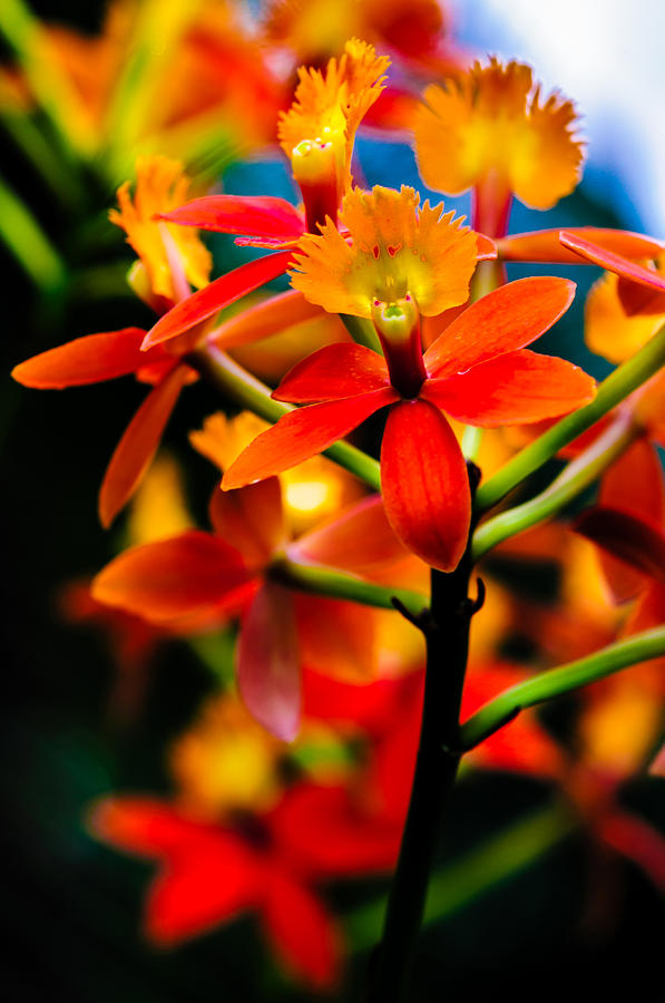 Costa Rica Orchids Photograph by Louis Dallara
