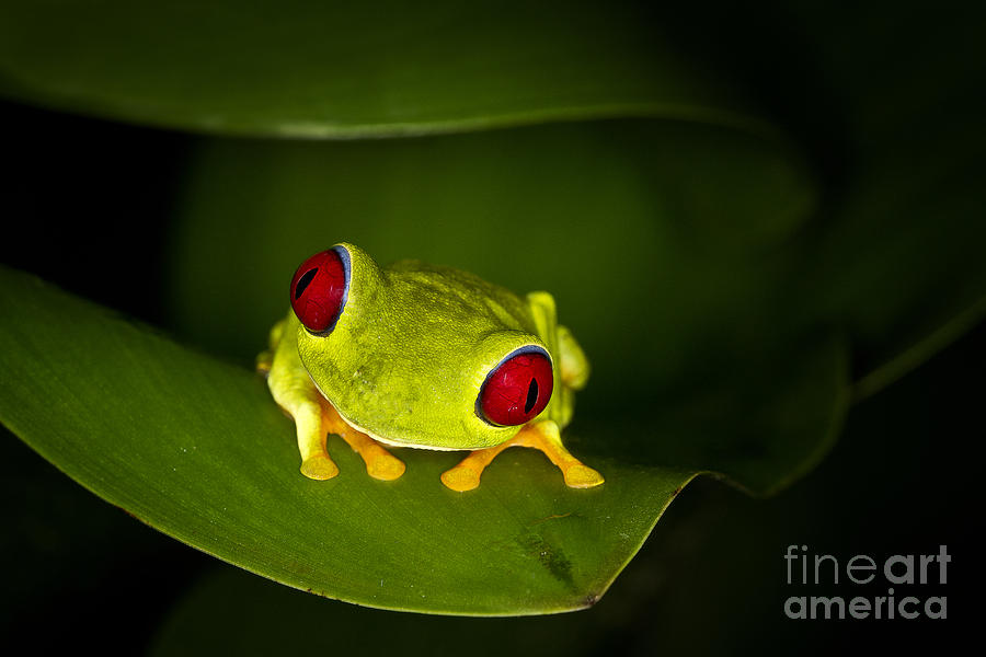 Costa Rica Tree Frog Photograph by Carrie Cranwill