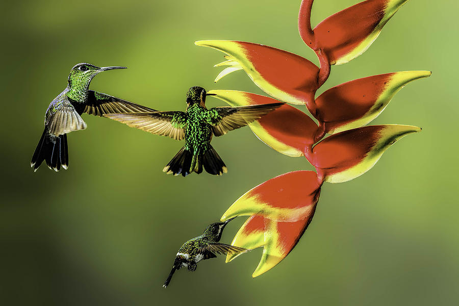 Hummingbird Photograph - Costa Rican Hummingbirds by Myer Bornstein
