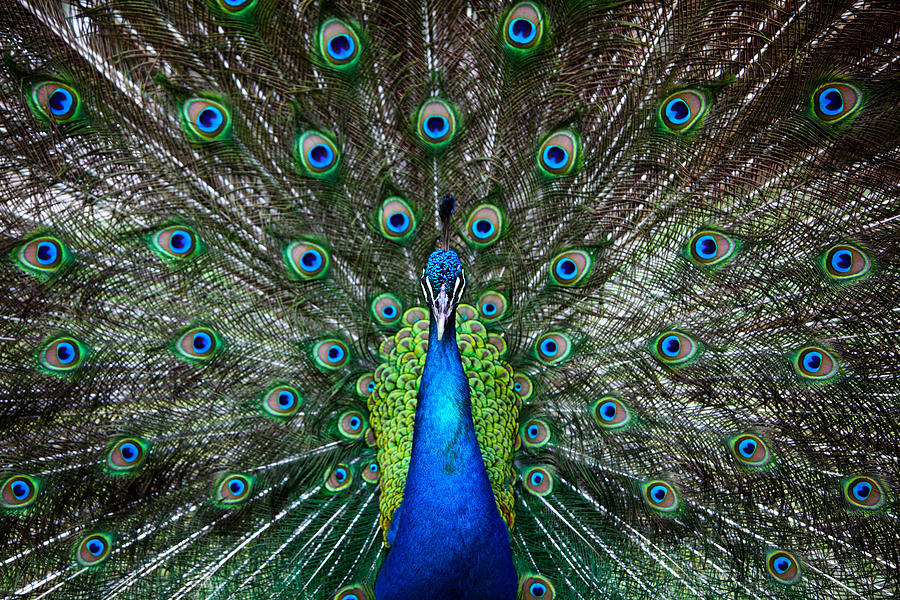 Costa Rican Peacock Photograph by Jennifer LaBouff