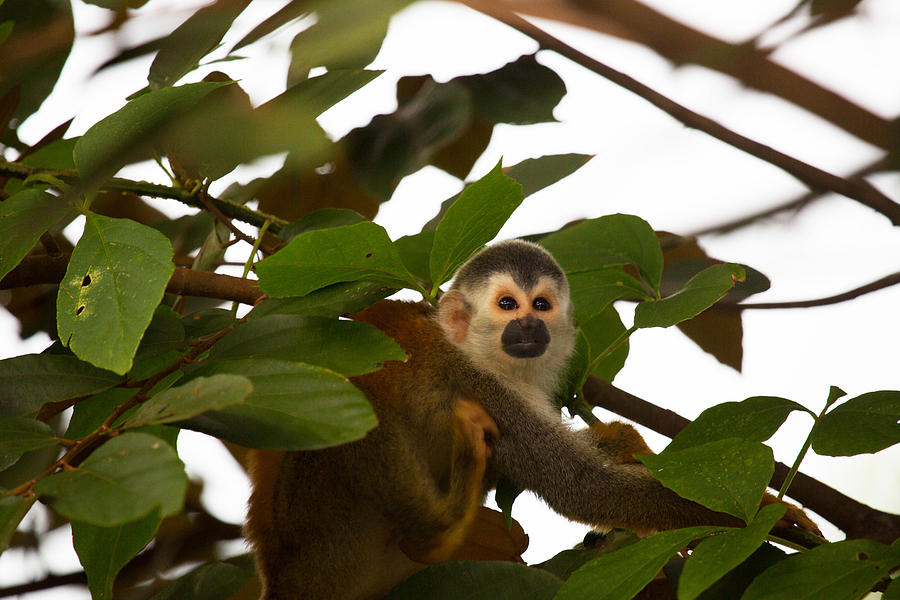Costa Rican Squirrel Monkey Photograph