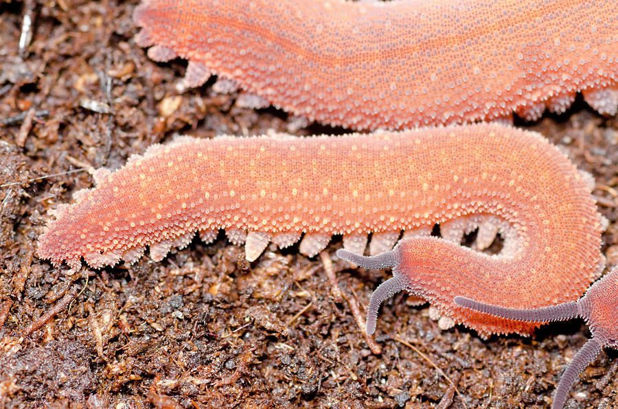Costa Rican Velvet Worm Photograph by Dr Morley Read