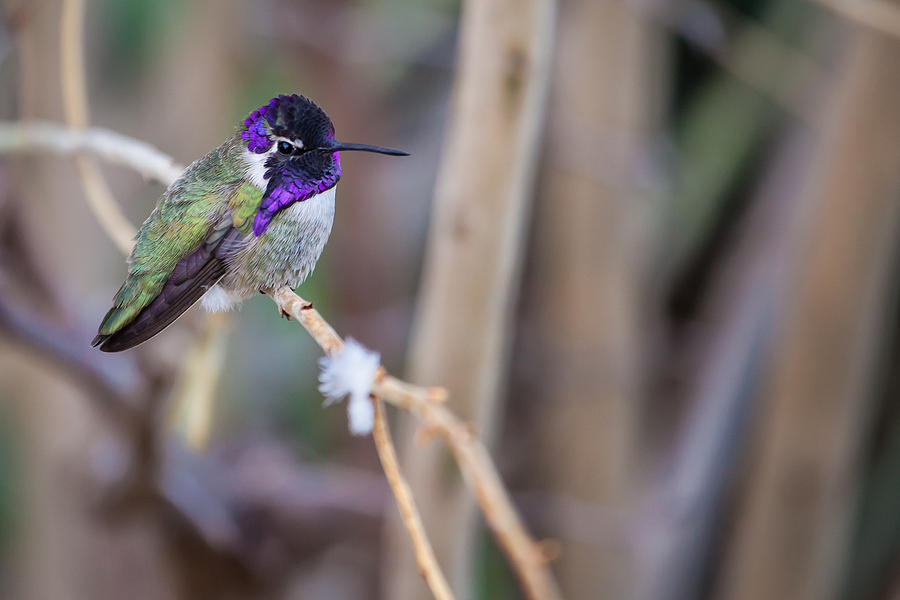 Feather Photograph - Costas Hummingbird bird hummer  by Rob Travis