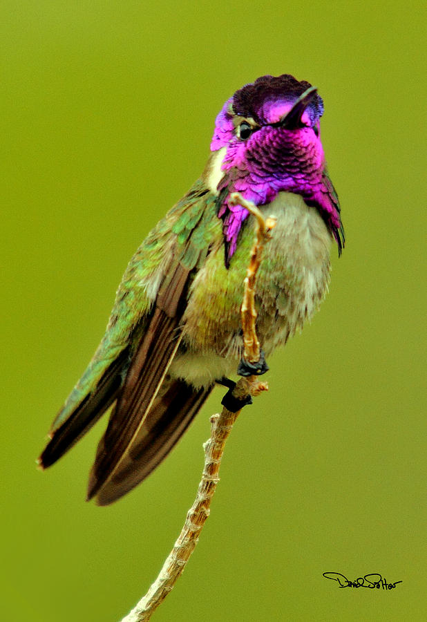 Costas Hummingbird Photograph by David Salter