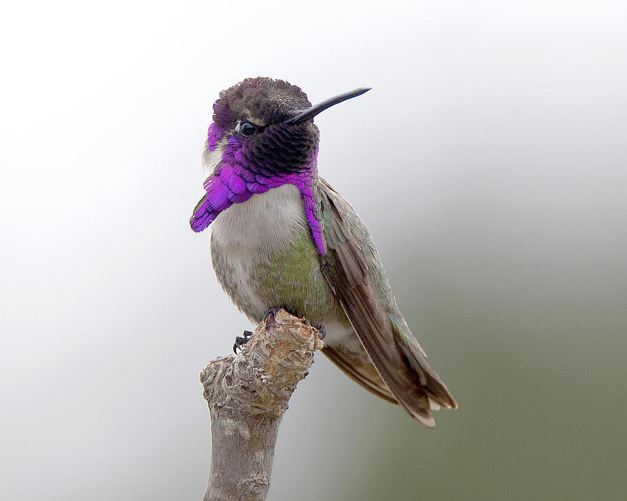 Costas Hummingbird Photograph by Dusty Wynne