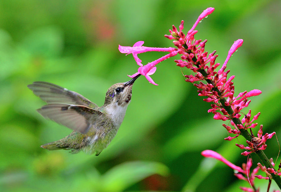 Costas Hummingbird Feeding On Fire Photograph by Lasting Image By Pedro Lastra