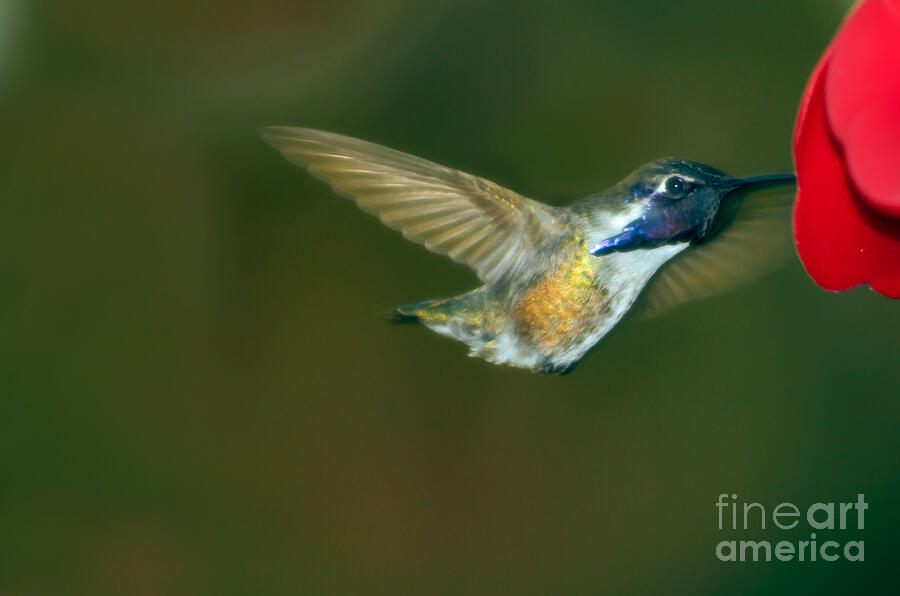 Costas Hummingbird Feeding Photograph by Robert Bales