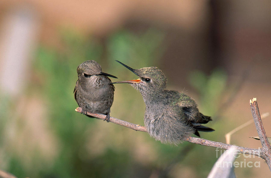 Costas Hummingbird Feeding Young Photograph by Anthony Mercieca