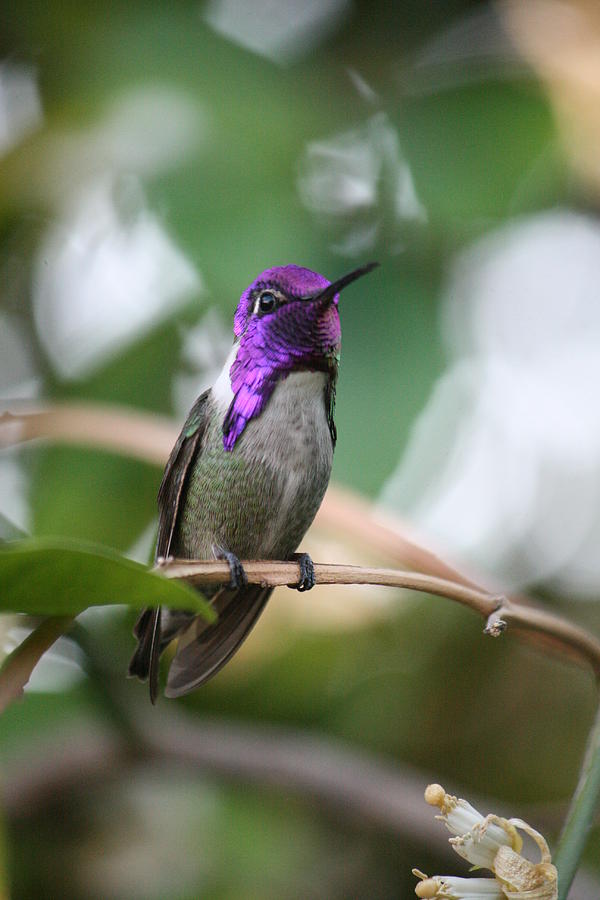 Costas Hummingbird Photograph by Grant Washburn