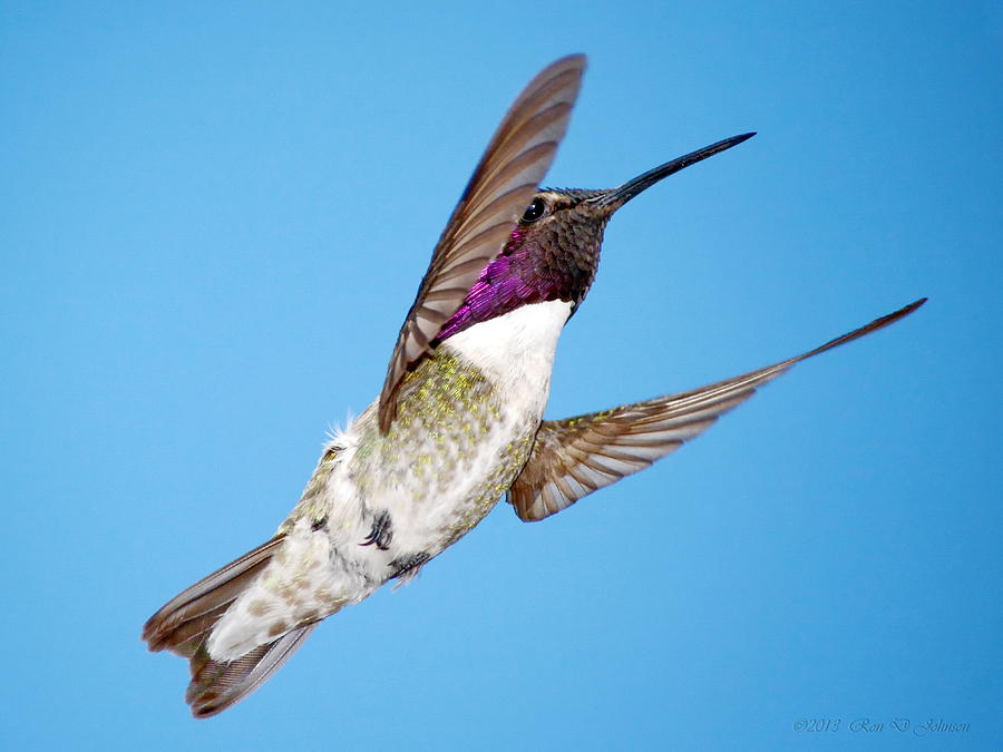 Nature Photograph - Costas Hummingbird in flight by Ron D Johnson