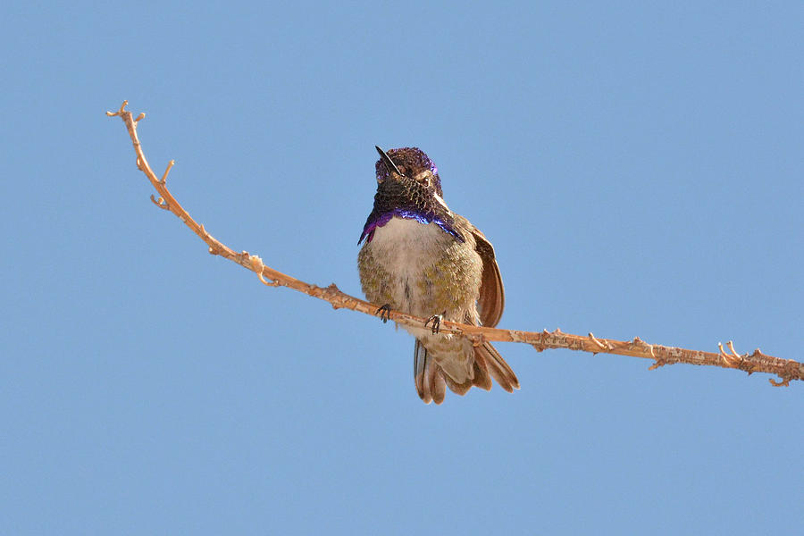 Hummingbird Photograph - Costas Hummingbird Male by Alan Lenk