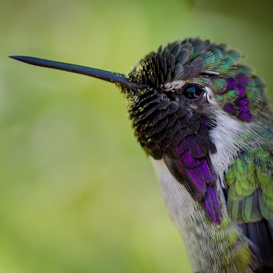Costas Hummingbird Portrait Photograph by Evelyn Harrison