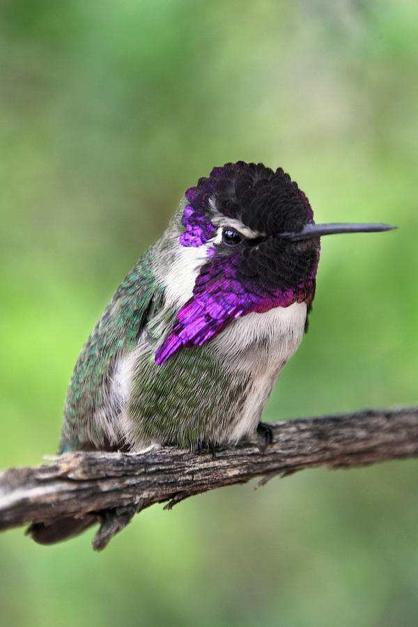 Costas Hummingbird Photograph by Theo