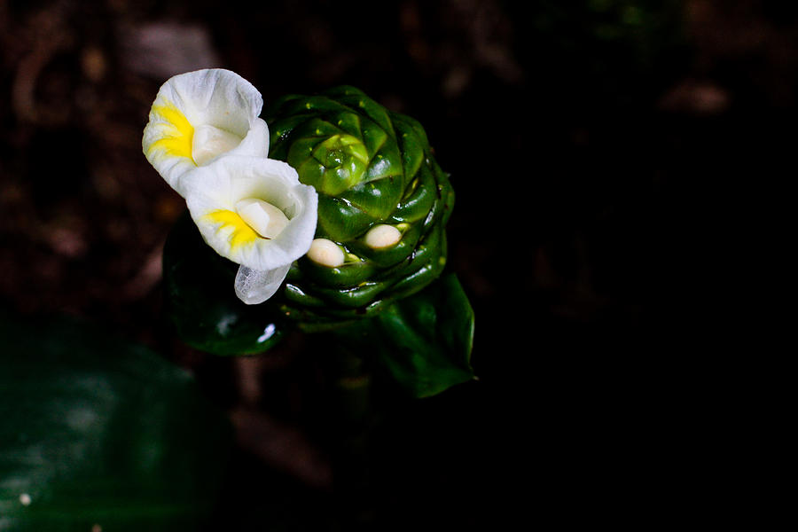 Botanic Gardens Photograph - Costus Dubius Singapore Flower by Donald Chen Botanic Gardens Photograph - Costus Dubius Singapore Flower by Donald Chen