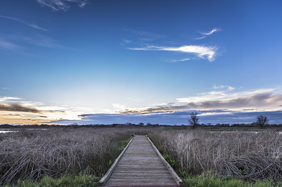 Cosumnes River Preserve Photograph by Lee Harland
