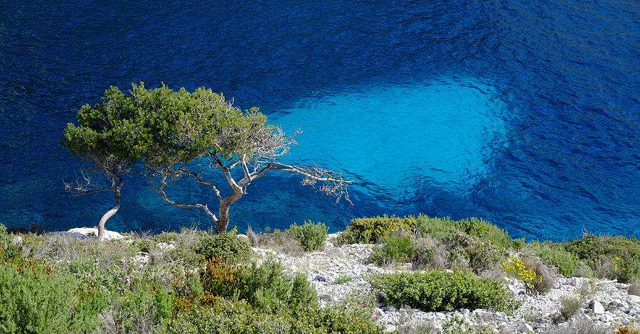 Pine Trees at Azure Waters by August Timmermans Pine Trees at Azure Waters by August Timmermans
