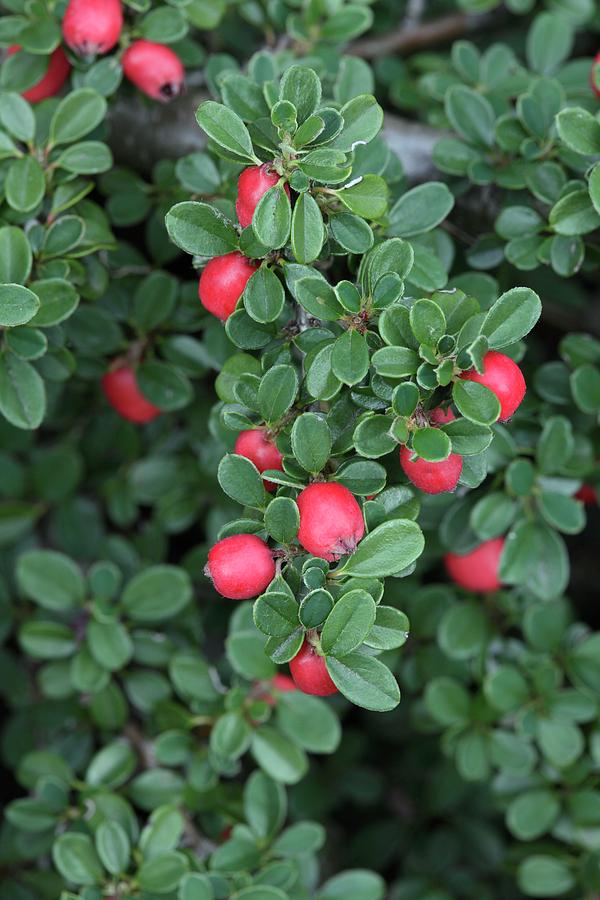 Cotoneaster Nanshan Photograph by Geoff Kidd/science Photo Library - Pixels