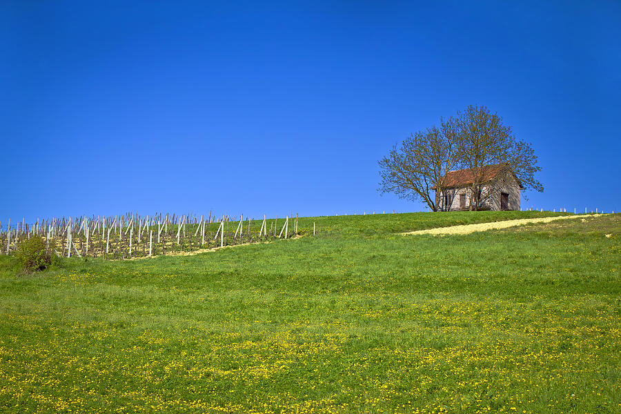 Cottage and vineyard on idyllic hill Photograph by Brch Photography