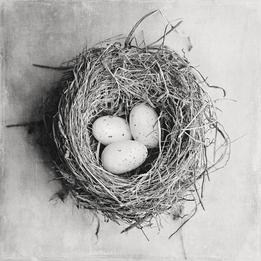 Egg Photograph - Cottage Birds Nest in Black and White by Lisa R