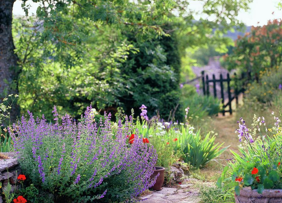 Summer Photograph - Cottage Garden by Rachel Warne/science Photo Library