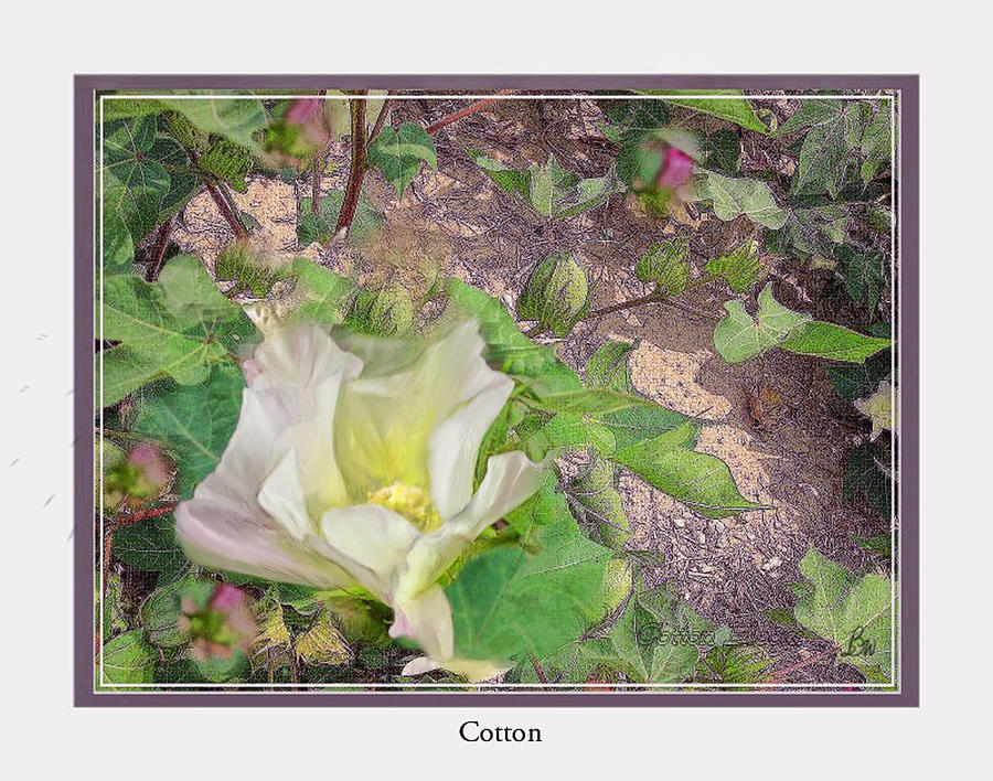Cotton Bloom Photograph by Bonnie Willis