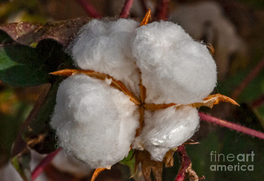 Cotton Bloom Photograph by Mae Wertz