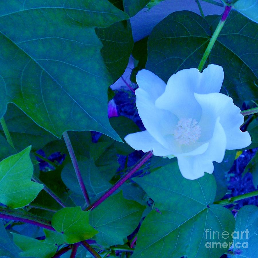 Flower Photograph - Cotton Blossom by Eloise Schneider Mote