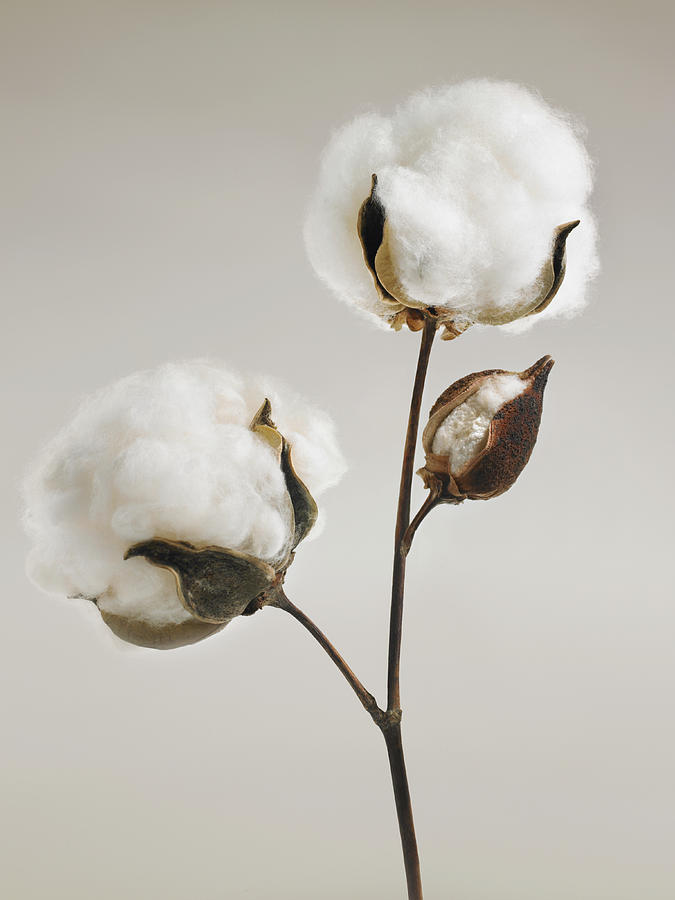Cotton Blossoms Photograph by Lauren Nicole