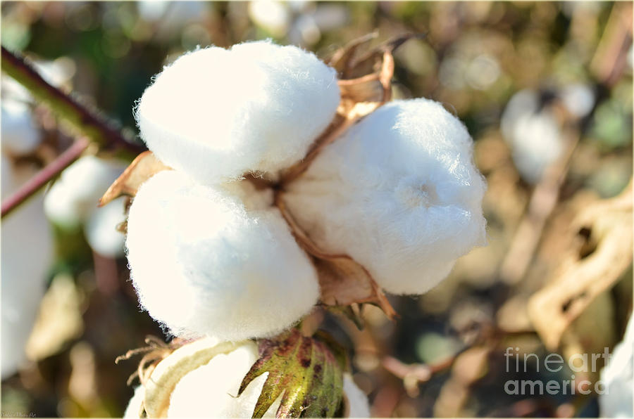 Cotton bole III Photograph by Debbie Portwood