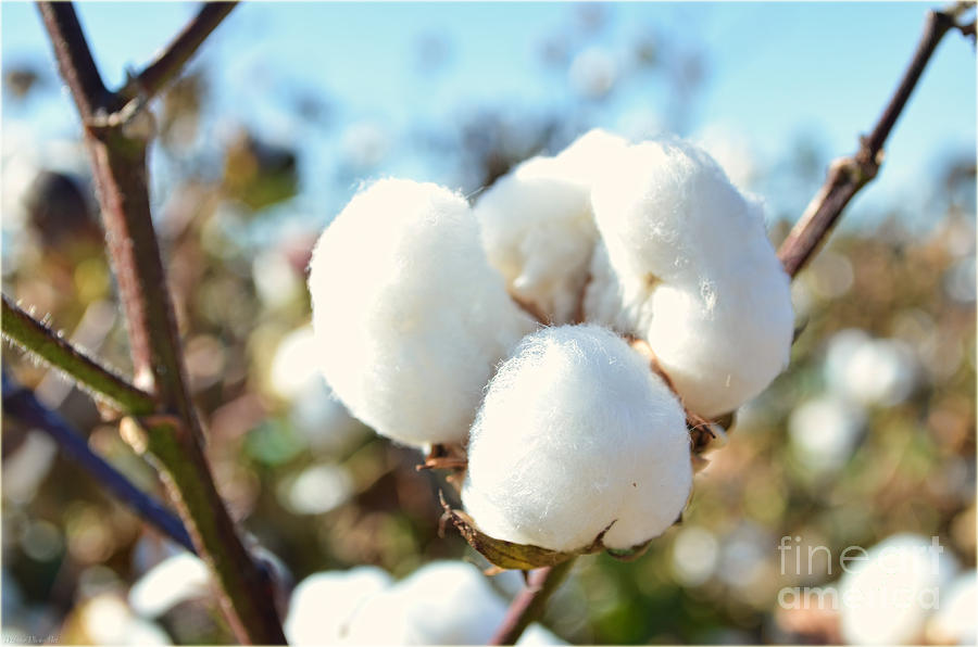 Cotton Boll IV Photograph by Debbie Portwood