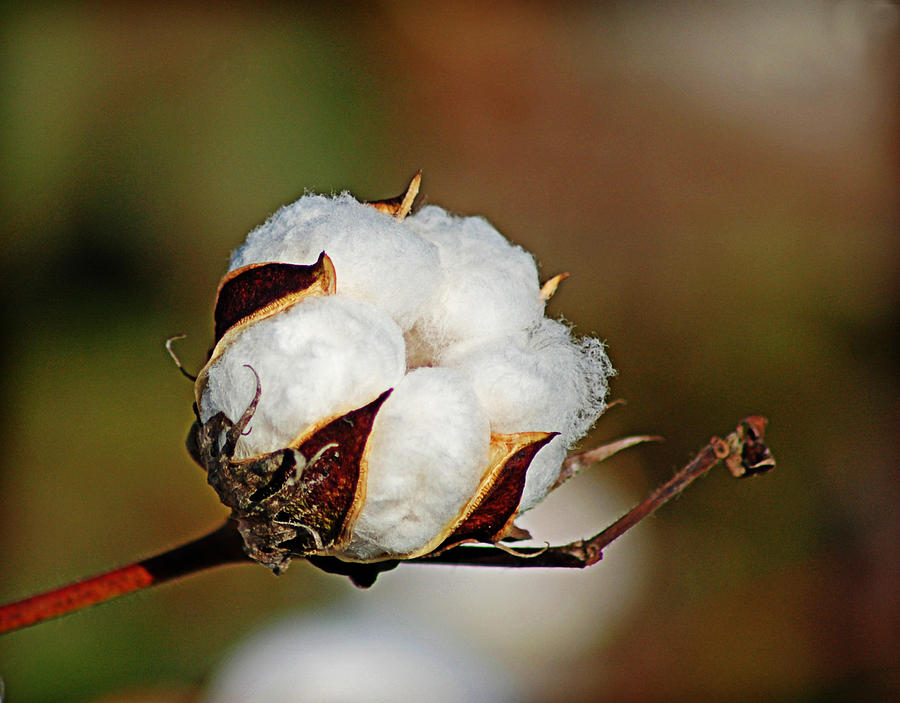 Cotton Boll Photograph by Linda Brown