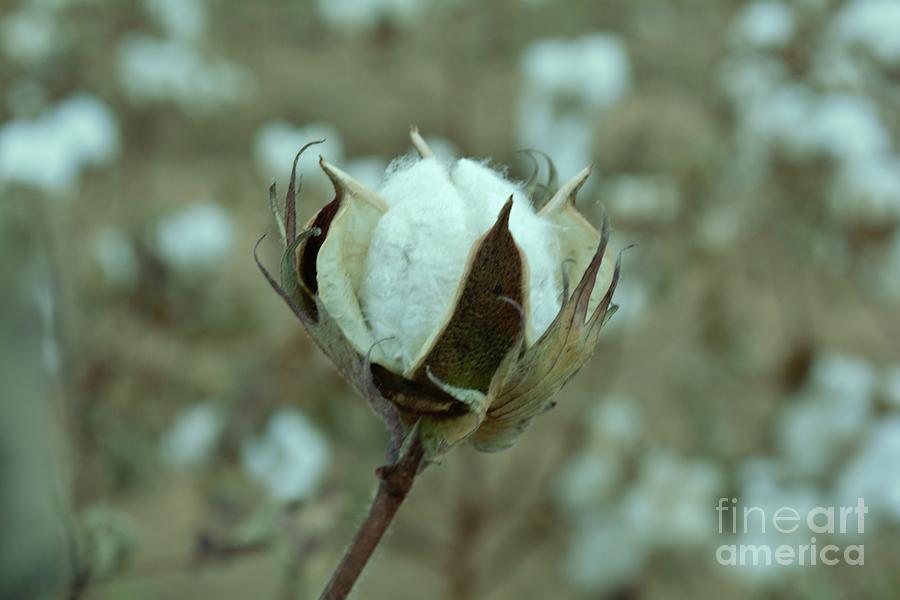 Lubbock Photograph - Cotton Boll by Lne Kirkes