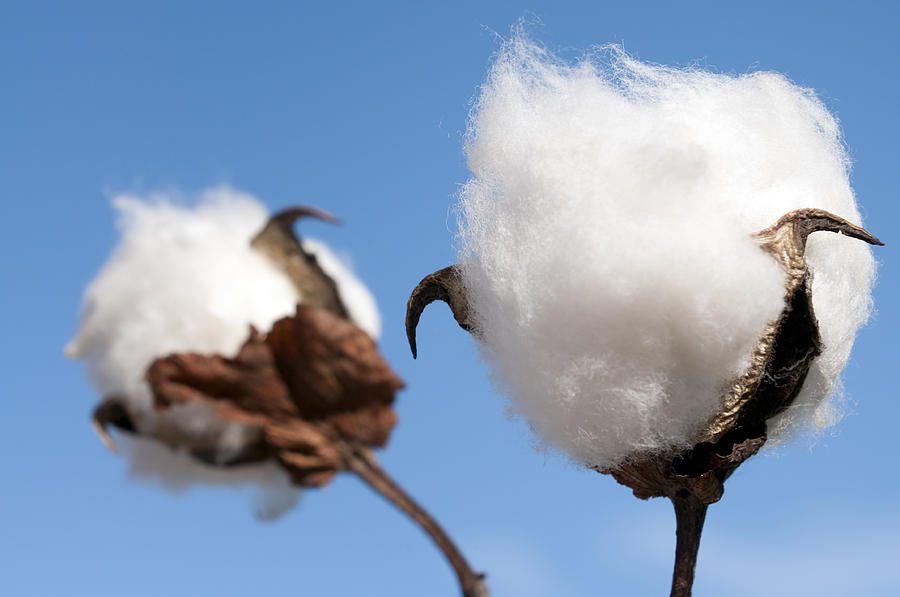 Cotton Boll Macro Photograph by Georgeclerk