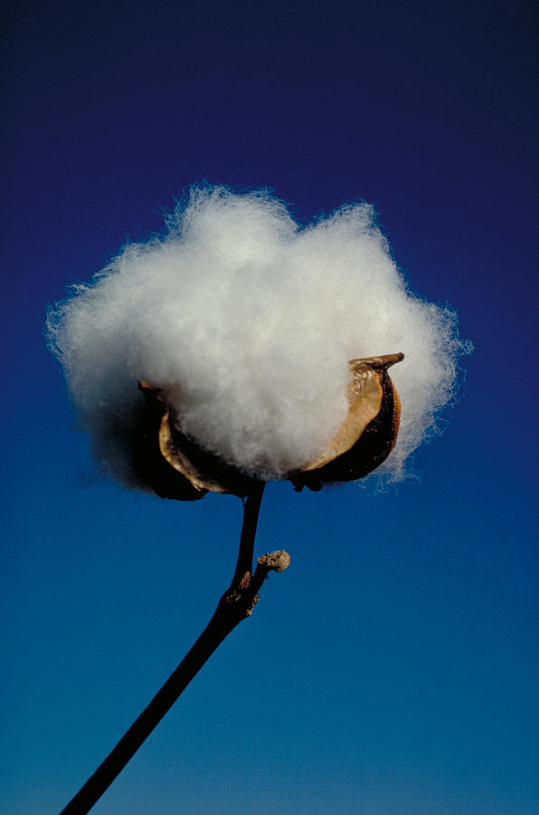 Cotton Boll Photograph by Phillip Hayson