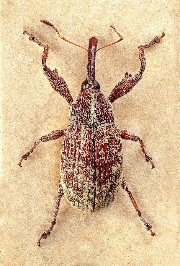 Cotton Boll Weevil Photograph by Natural History Museum, London Fine
