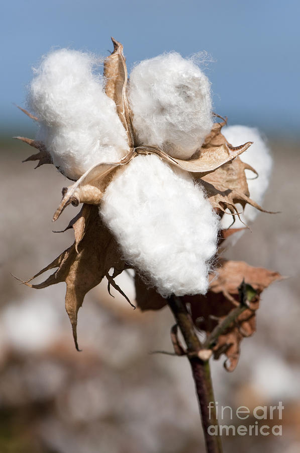 Rural Scene Photograph - Cotton Bolls  by Hagai Nativ
