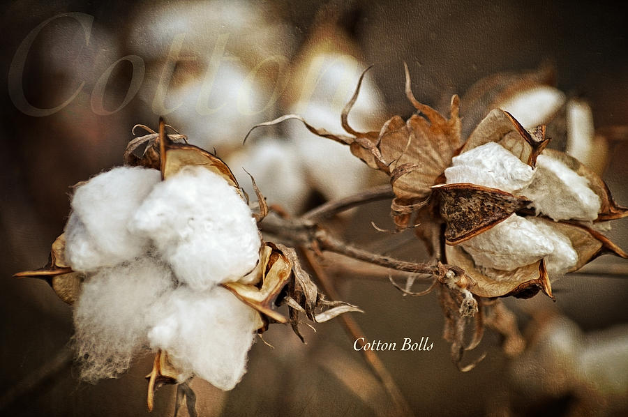 Cotton Bolls Photograph by Lena Wilhite