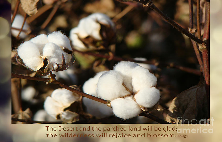 Cotton Field Photograph - Cotton Bolls Ready for Harvest by Beverly Guilliams