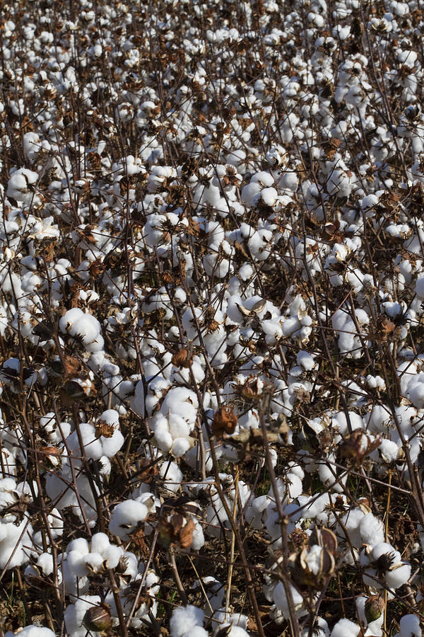 Cotton By The Acre in Limestone County Photograph by Kathy Clark