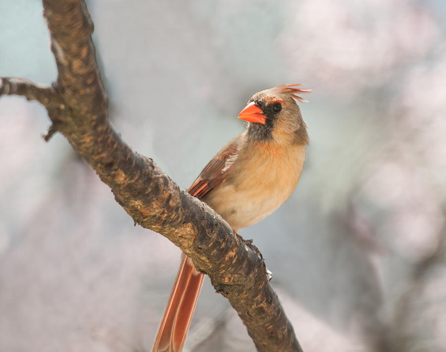 Cotton Candy Cardinal Photograph by Lara Ellis