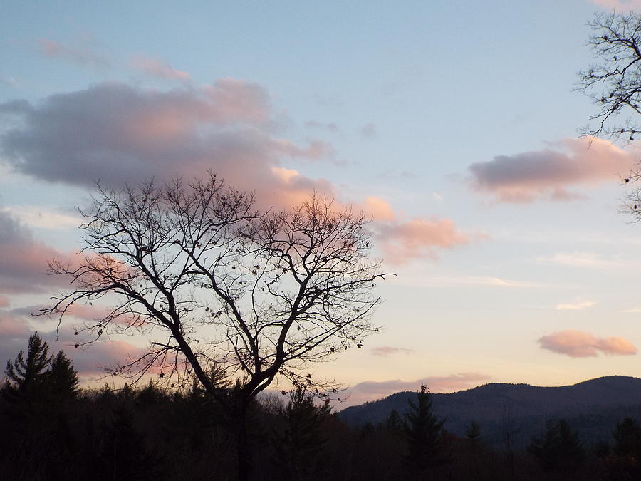 Cotton Candy Colors Photograph by Cheryl King - Fine Art America