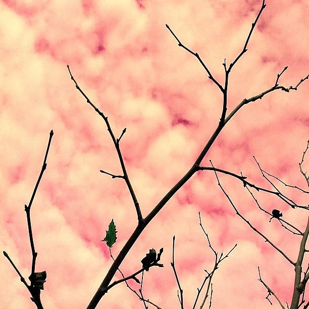 Minimalism Photograph - Cotton Candy by Courtney Haile