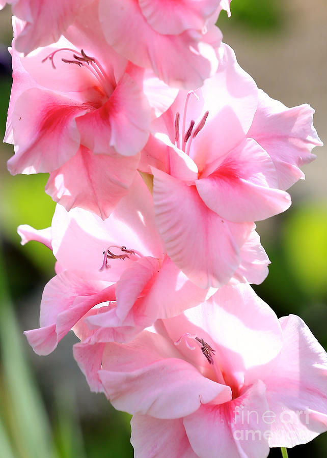 Cotton Candy Gladiolus Photograph by Carol Groenen