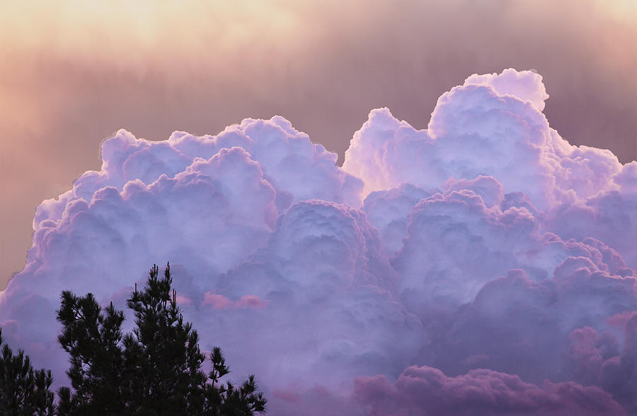 Cotton Candy Photograph by Mike Stephens