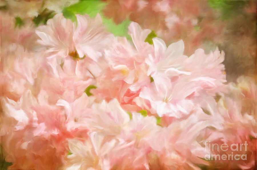 Spring Photograph - Cotton Candy Pink Azaleas by Lois Bryan