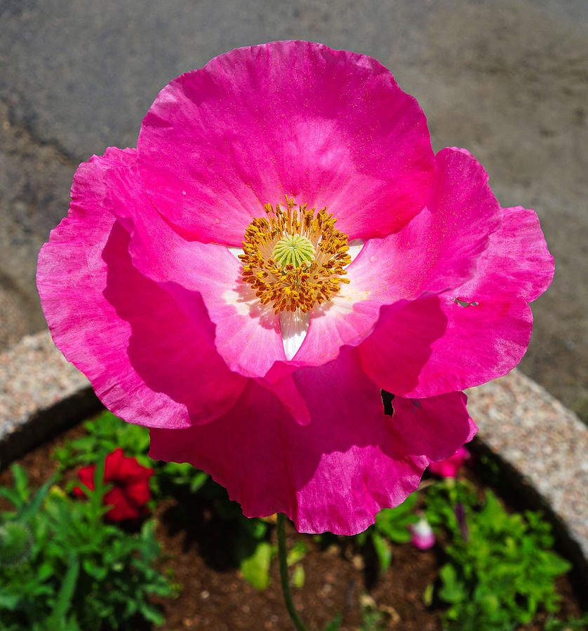 Cotton Candy Poppy Photograph by Robert Meyers-Lussier