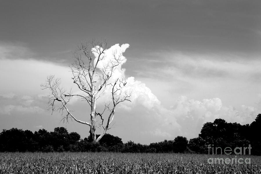 Cotton Candy Tree - Clarksdale Mississippi Photograph by T Lowry Wilson