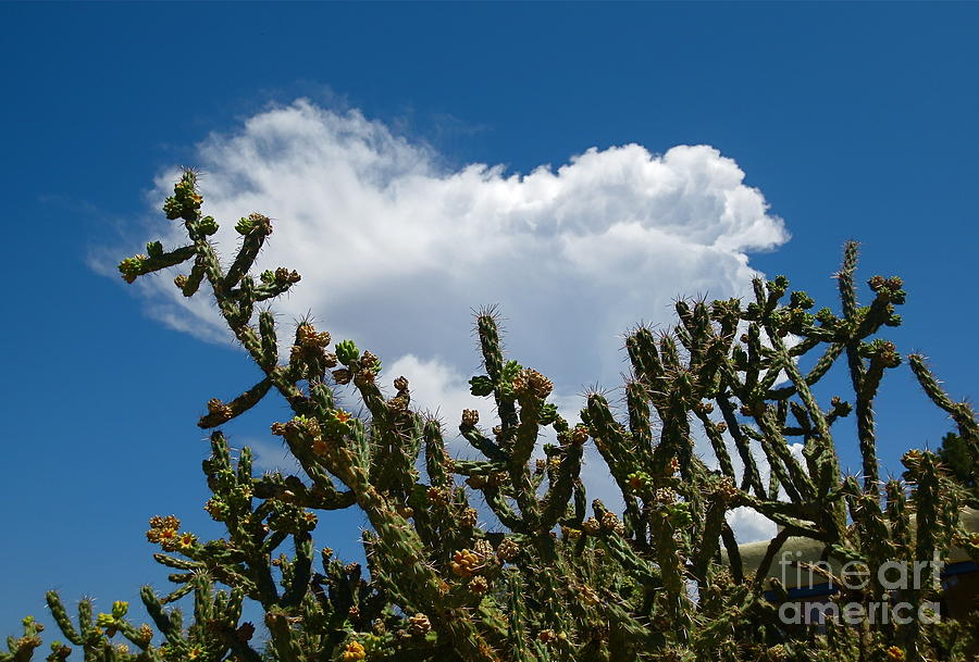 Cotton Cloud stuck in Cactus Photograph by Robert Birkenes