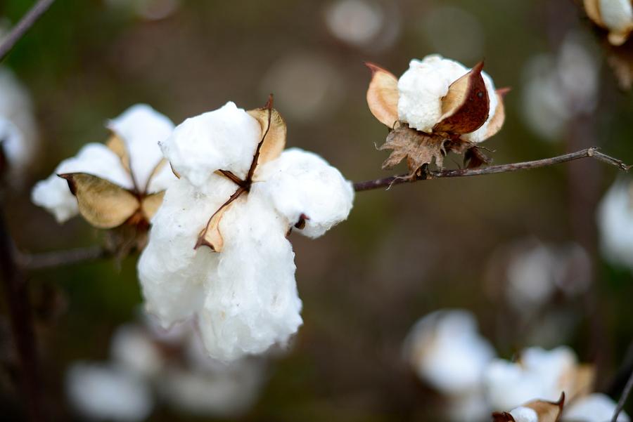Cotton Creations Photograph by Linda Mishler