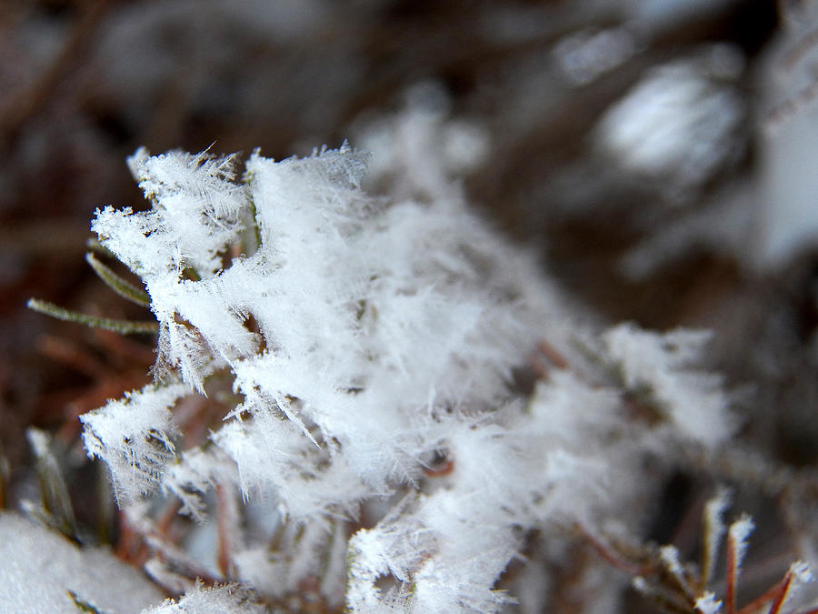 Cotton Crystals Photograph by Corinne Elizabeth Cowherd